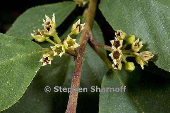 frangula rubra ssp rubra 2 graphic